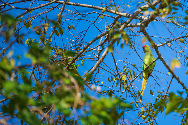 изображение весеннего висящего попугая на дереве. - Фото, изображение