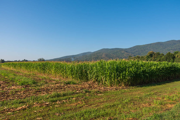 campo de maíz y montaña en el fondo. - Foto, imagen