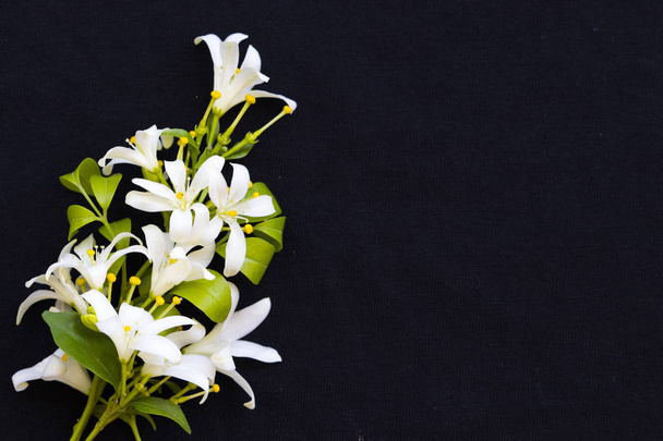 flores brancas jasmim flora local de arranjo asiático flat lay estilo cartão postal no fundo preto
  - Foto, Imagem