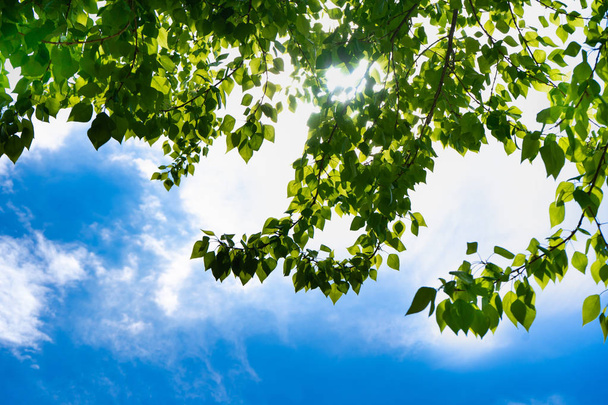 Green leaves of a tree against the blue sky and the sun. Soft white clouds in the blue sky. Sun soft light through the green foliage of the tree. - Foto, Bild
