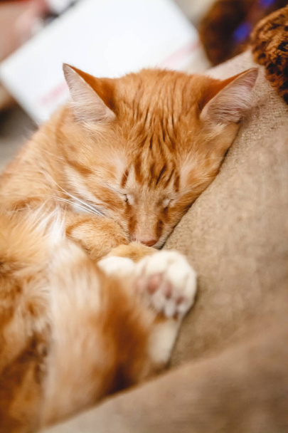 Beau chat rouge dormant, gros plan. Concept. santé reposante s
 - Photo, image
