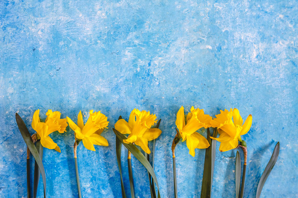 Daffodil flowers yellow on a blue marble background, there is an - Photo, Image