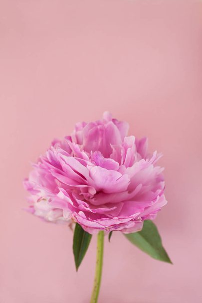 Hermosas flores de peonía rosa sobre fondo pastel rosa con espacio de copia para su texto, vista superior y estilo plano laico - Foto, Imagen