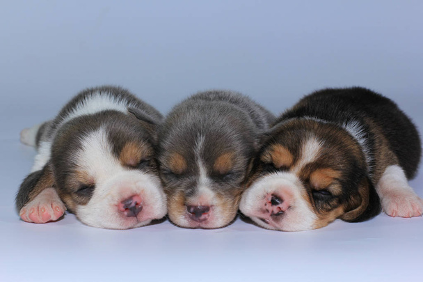 silver tri color beagle Puppy is sleeping and looking in first time - Φωτογραφία, εικόνα