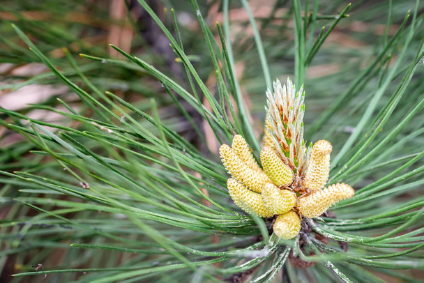 Pine Tree mannelijke bloem - Foto, afbeelding