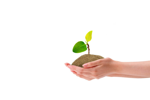 Close up little green sprout tree growth in brown soil hold by hand isolated in white background. - Photo, Image