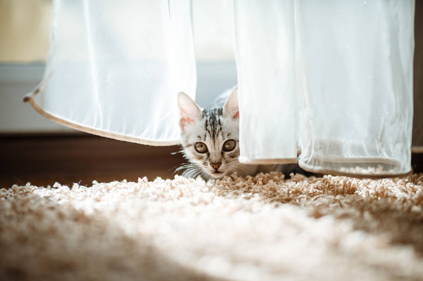 Kočka ležící na domě s pěknou barvou pozadí - Fotografie, Obrázek