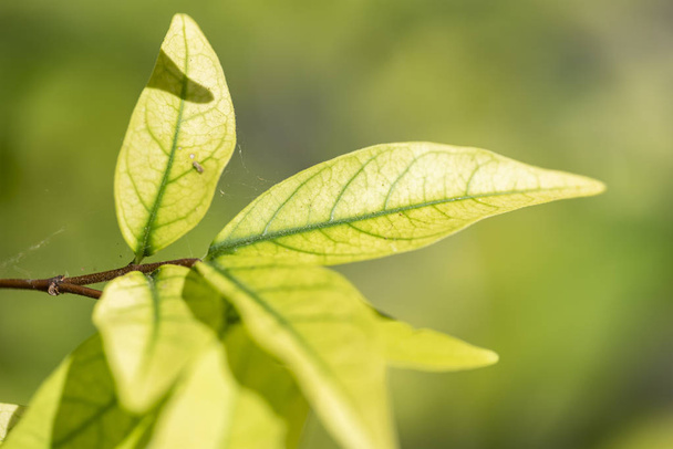 Light green leaves of a Wrightia religiosa plant close up - Foto, Imagen