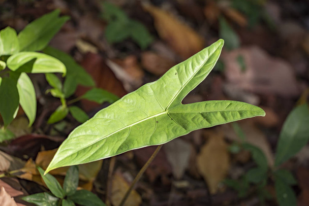 Green leaf on blurred background - Foto, afbeelding