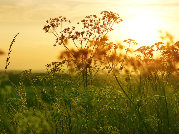 Prairie herbeuse d'automne au coucher du soleil
 - Photo, image
