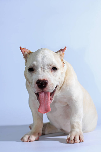 3 hónapok Pitbull kutya-ra fehér háttér  - Fotó, kép