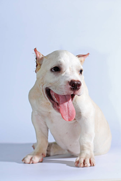 3 maanden Pitbull hond op witte achtergrond  - Foto, afbeelding