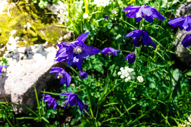 Фиолетовые цветы среди травы и камней
 - Фото, изображение
