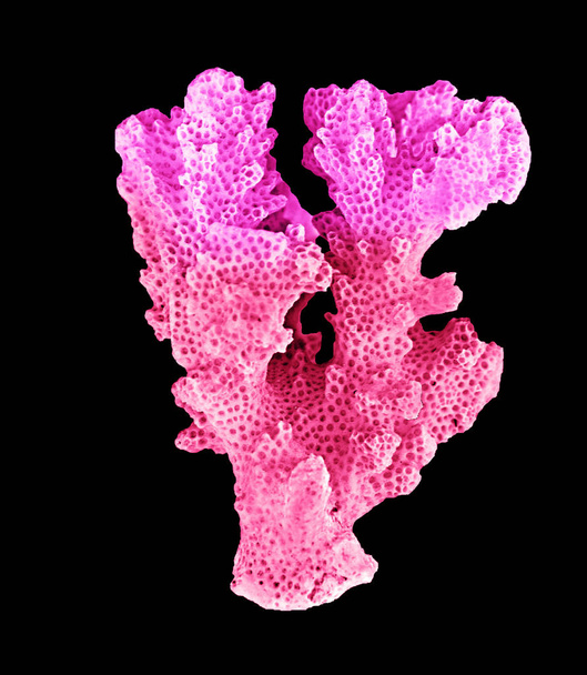 Coral isolado em fundo preto - Foto, Imagem