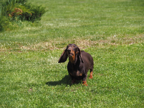 Koirarotu Mäyräkoira seisoo ja haukkuu puutarhassa nurmikolla aurinkoisena päivänä keväällä.
. - Valokuva, kuva