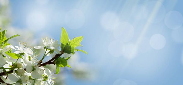 Pommier fleur printemps arbre
 - Photo, image