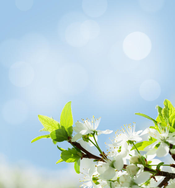 Яблуня цвіте весняна ялинка
 - Фото, зображення