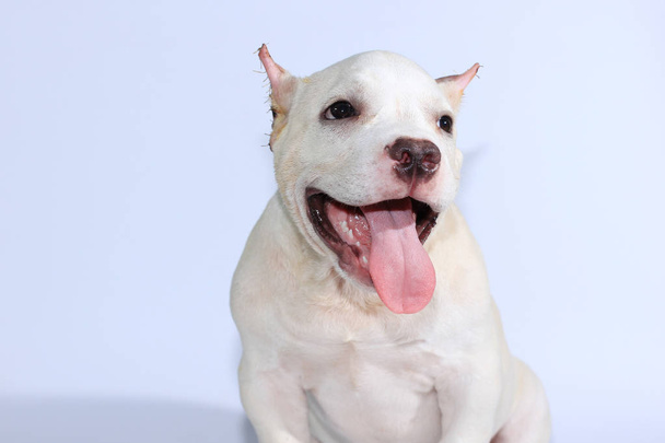 3 Monate Pitbull Dog auf weißem Hintergrund  - Foto, Bild