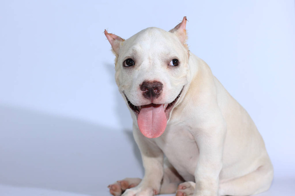 3 meses pitbull cão no fundo branco
  - Foto, Imagem