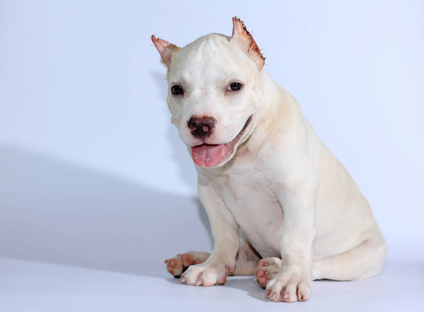 3 miesiące Pitbull pies na białym tle  - Zdjęcie, obraz