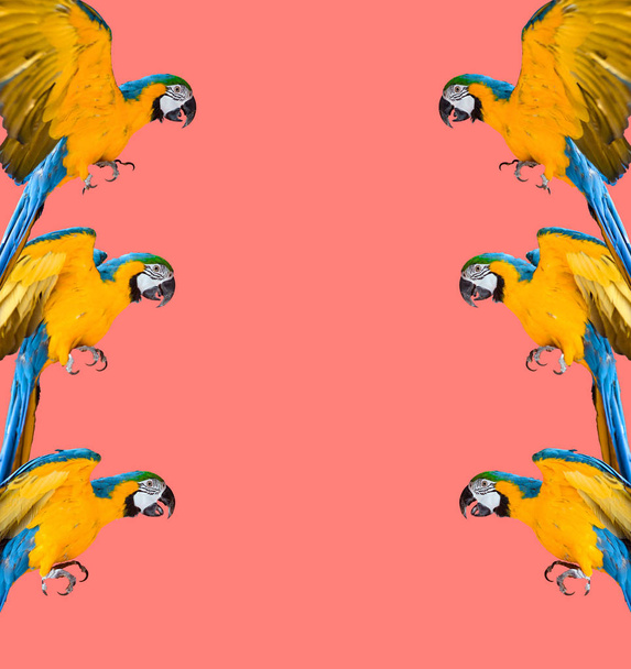 marco de loros ara sobre fondo colorido
 - Foto, Imagen
