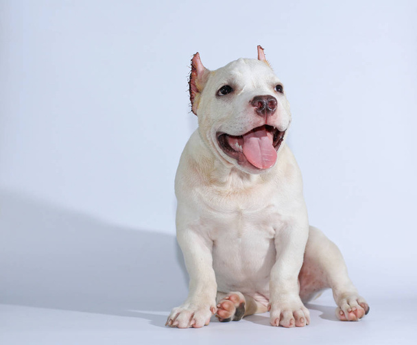 Perro pitbull de 3 meses sobre fondo blanco
  - Foto, imagen