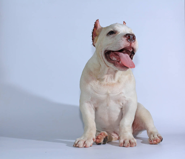 3 miesiące Pitbull pies na białym tle  - Zdjęcie, obraz