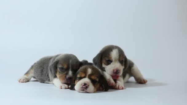 prata tri cor beagle filhote de cachorro está dormindo e olhando na primeira vez
 - Filmagem, Vídeo