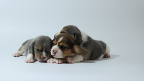 Srebrny trójkolorowy Beagle szczeniak śpi i szuka w pierwszym czasie - Materiał filmowy, wideo