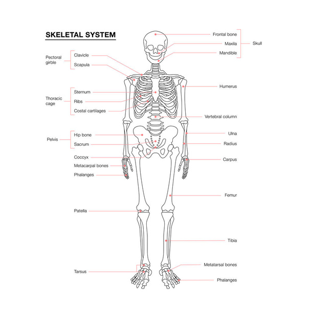 human skeleton system outline isolated on white background - Vector, Image