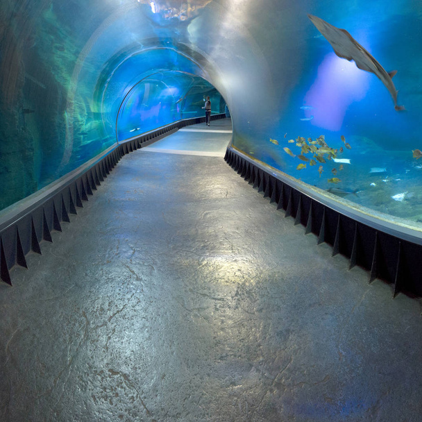 WROCLAW, POLAND - MAY 20, 2019: The Wroclaw Africarium (Polish: Afrykarium) is the only themed oceanarium devoted solely to exhibiting the fauna of Africa. Is a part of the Zoo in Wroclaw, Poland. - Foto, imagen