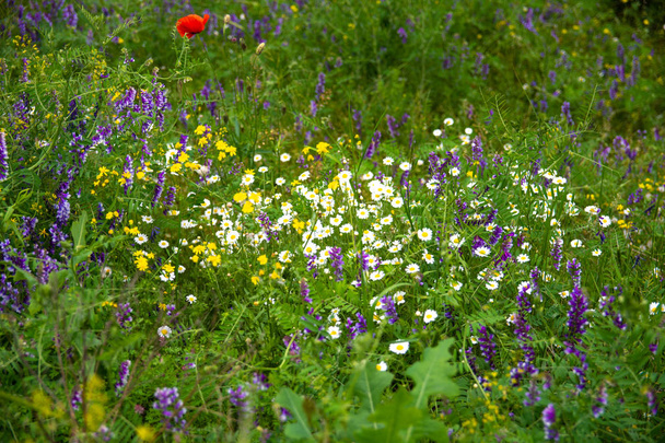 viele schöne Wildblumen, schönes grünes Gras auf dem Feld - Foto, Bild