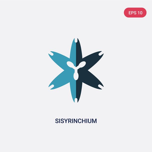 two color sisyrinchium vector icon from nature concept. isolated - Wektor, obraz