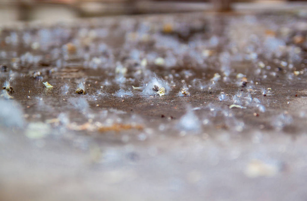 Poplar fluff close-up. Natural background - Poplar fluff on the asphalt. - Foto, Imagen