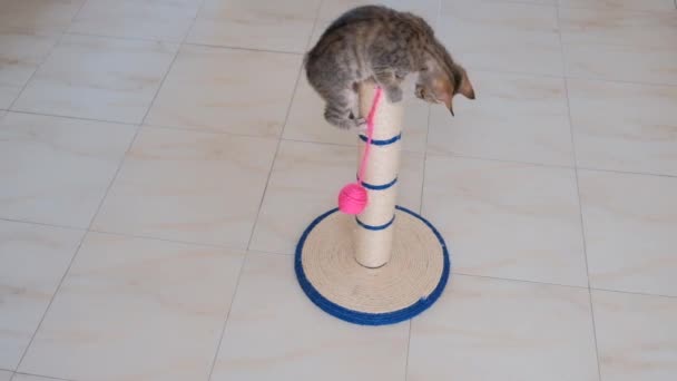 kedi küçük gri aktif çocuk komik sevimli kedi oyuncakları ile oynarken - Video, Çekim