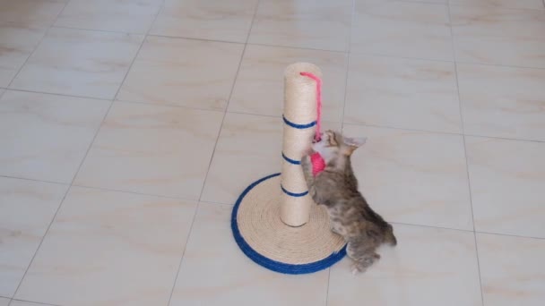 Kitten kleine grijze actieve Kid grappig schattig spelen met kattenspeelgoed - Video