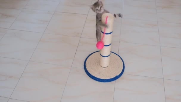 chaton petit gris actif enfant drôle mignon jouer avec des jouets de chat
 - Séquence, vidéo