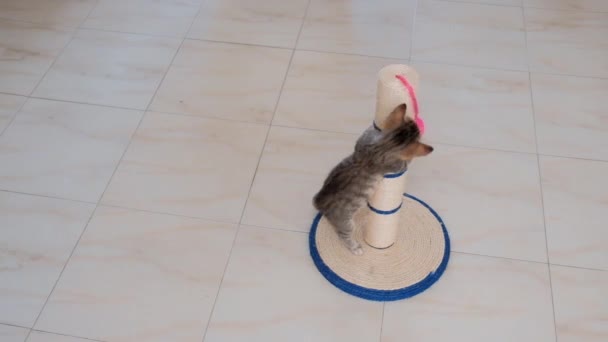 kissanpentu pieni harmaa aktiivinen lapsi hauska söpö leikkii kissan leluja
 - Materiaali, video
