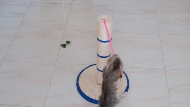 kedi küçük gri aktif çocuk komik sevimli kedi oyuncakları ile oynarken - Video, Çekim