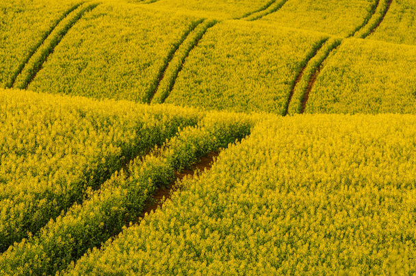 Rapeseed yellow field in spring - Foto, imagen