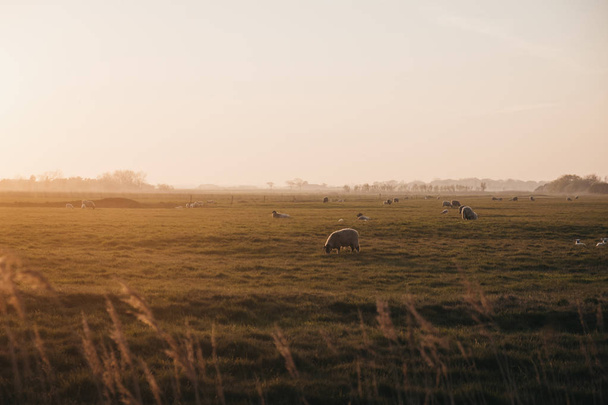 Norfolk gün batımı sırasında bir alanda mesafe Çiftlik hayvanları - Fotoğraf, Görsel