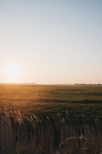Animales de granja en la distancia en un campo durante la puesta del sol en Norfolk
 - Foto, imagen