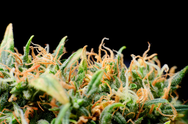 Крупный план медицинской марихуаны
 - Фото, изображение