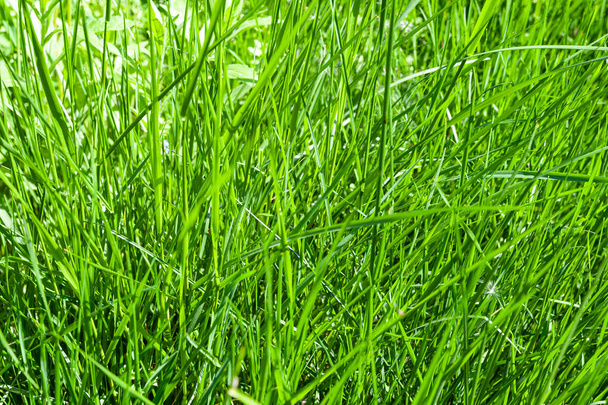 Green grass background. - Photo, Image