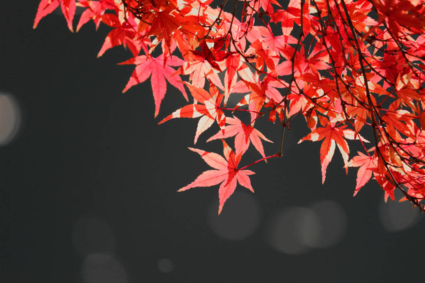 Vue des feuilles d'érable japonaises rougeâtres et de l'eau pétillante
 - Photo, image