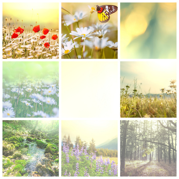 Flowers collage - Photo, Image