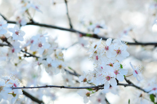 Білі весняні квіти з розмитим тлом
 - Фото, зображення