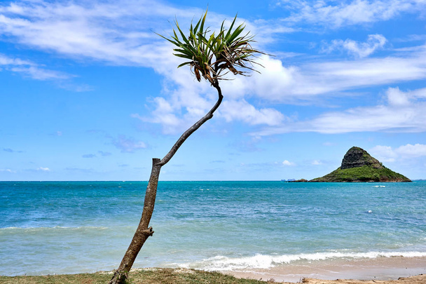 Вид на дерево и остров Китайская шляпа в парке Kualua Ranch Beach Park на Гавайях, США
. - Фото, изображение