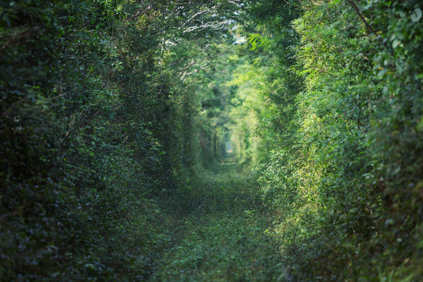 Yeşil ağaçlar tüneli. Doğal arkaplan. - Fotoğraf, Görsel