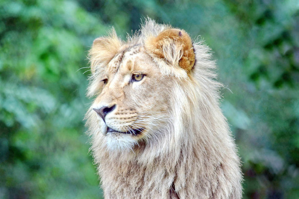 Katanga Lion Head Primer plano Retrato
 - Foto, imagen